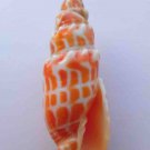 Mitra stictica 61 mm #0195