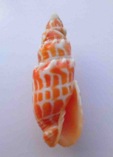 Mitra stictica 61 mm #0195
