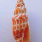Mitra stictica 61 mm #0195