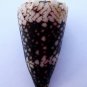 Conus vidua 62.3 mm #0601