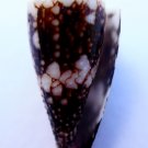 Conus vidua 34.2 mm #0608