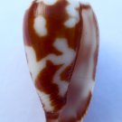Conus pica dolium 35.5 mm #0614