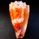 Conus vidua cuyoensis 35.2 mm #0627
