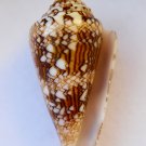 Conus Scottjordani, 42.6 mm