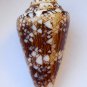 Conus Scottjordani, 42.6 mm