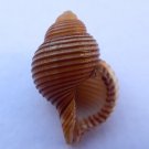 Gelagna succincta, 36.1 mm