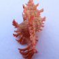 Chicoreus nobilis, 45.2 mm