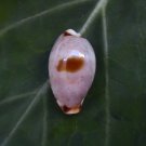 Cypraea contaminata, 11.5 mm nice specimen