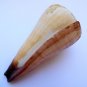 Conus distans, 115.2 mm #sm_0601