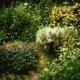 Native Herbal Remedies