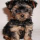 PetAlive Products