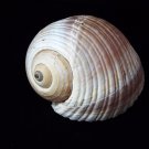 Giant Mediteranian Tun Shell (Tonna Galea / Olearia / Olearia) 7" + Seashell
