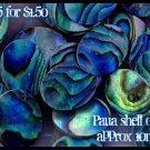 5p paua shell ovals flat pieces