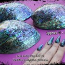 PHOTO PROP: PAUA SHELL
