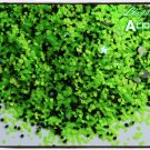 'acid ants' glitter mix
