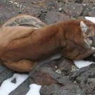 Mountain Lion Framed Photo - 48"x36"