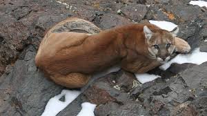 The Mountain Lion Collection