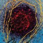 Float, Offset Lithograph, Dale Chihuly