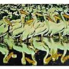 White Pelican, Ltd Ed Silk-screen, Fran Bull