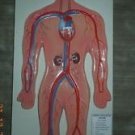 Human Circulatory System Anatomical Model Teaching Education