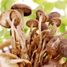 Chinese  Dried Tea Tree Mushroom 250g/piece