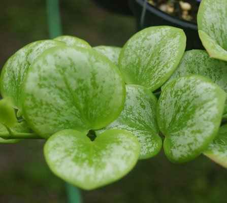 Hoya biakensis