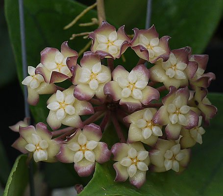 Hoya Amrita Pink