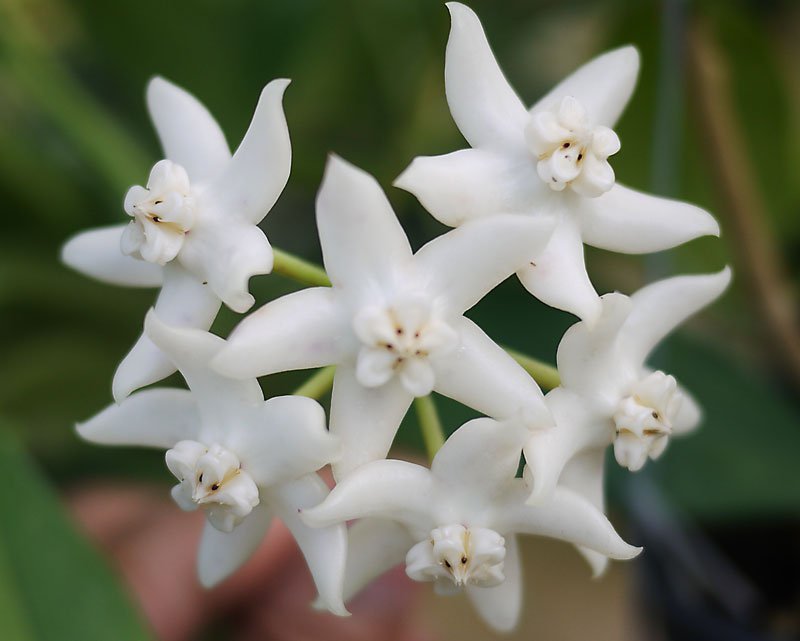 Hoya griffithii white