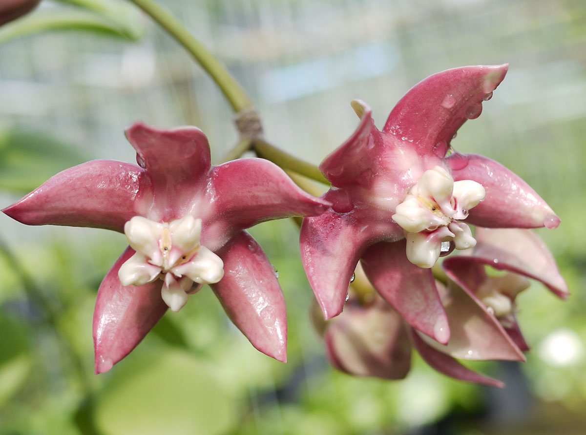 Hoya Imperialis Bloom