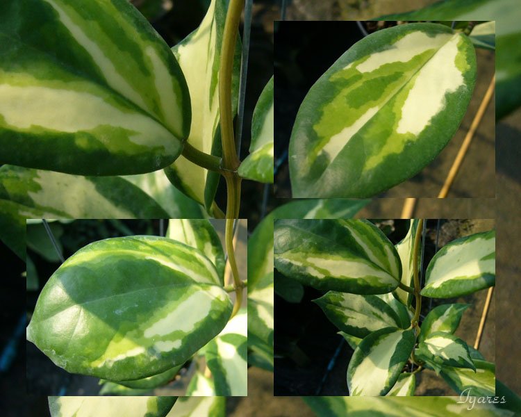 Hoya incrassata inner variegated