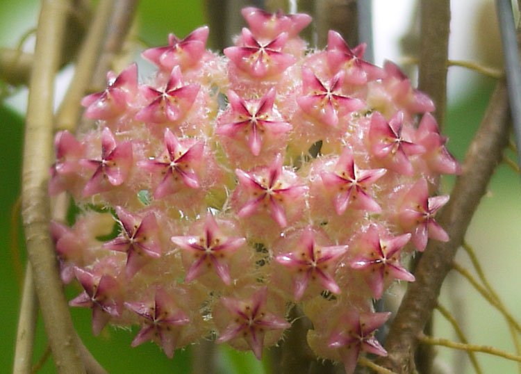 Hoya Amrita Pink