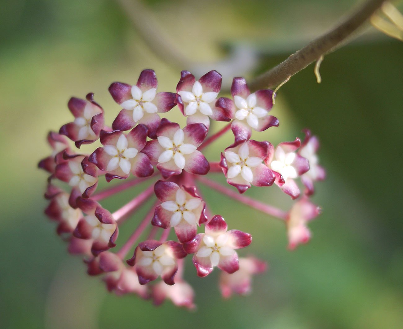 Хойя acicularis фото