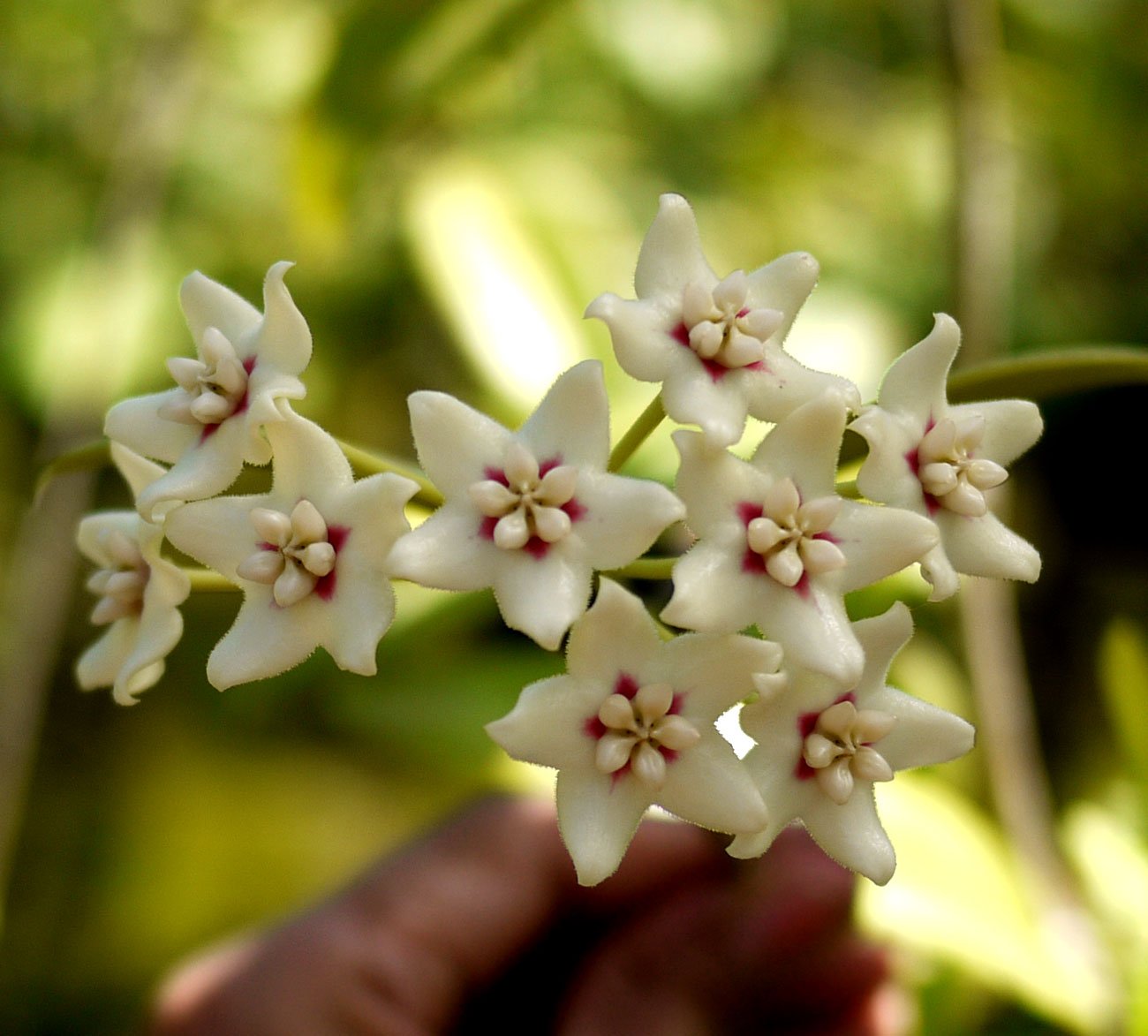 Хойя hainanensis фото