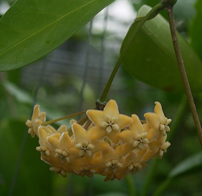 Hoya SP UT 033