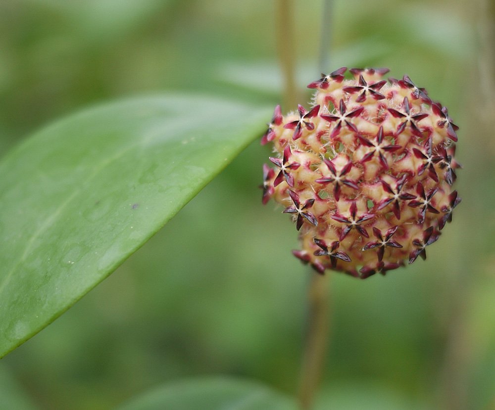 Hoya bhutanica