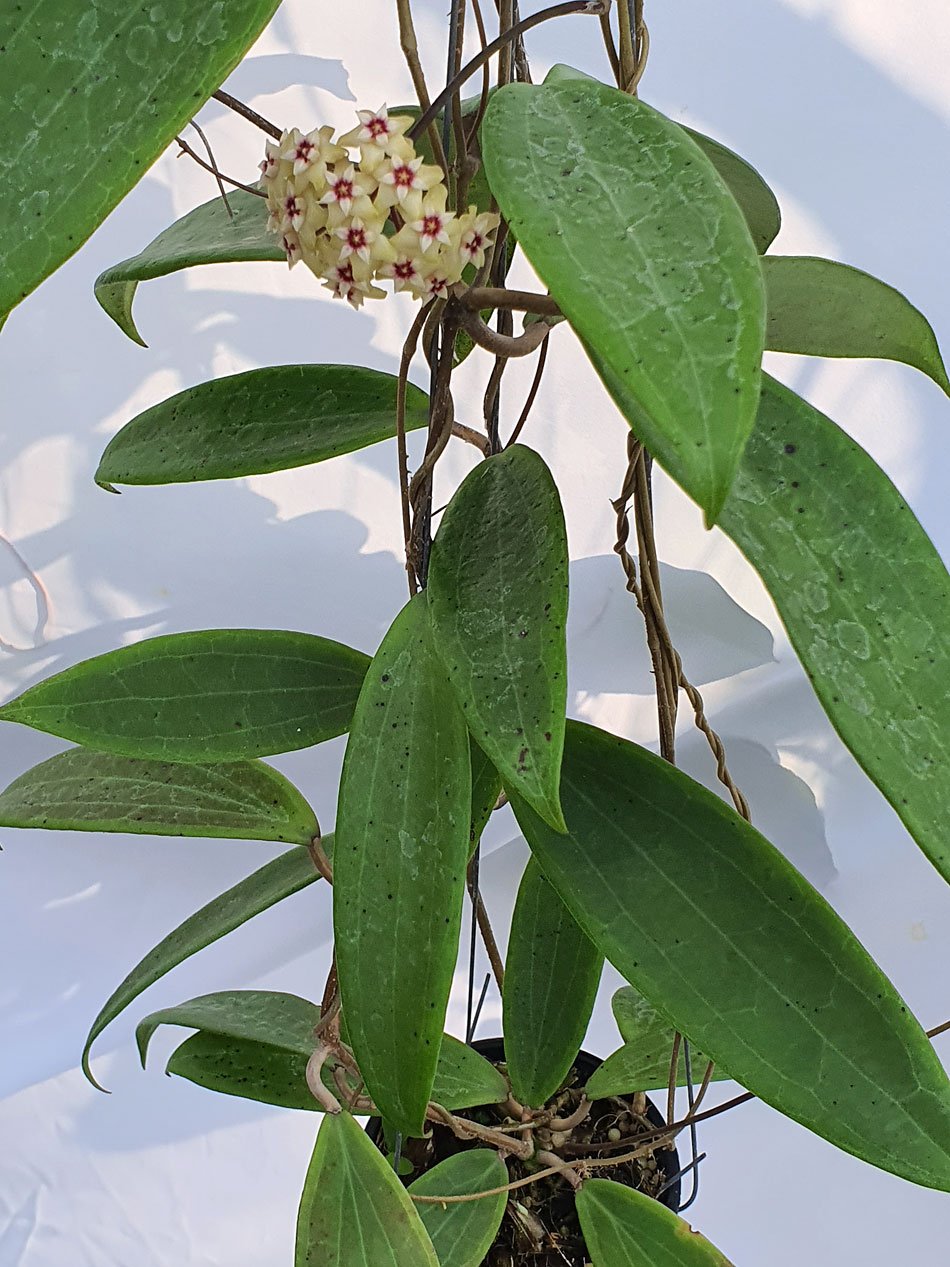 Hoya sp bulusan