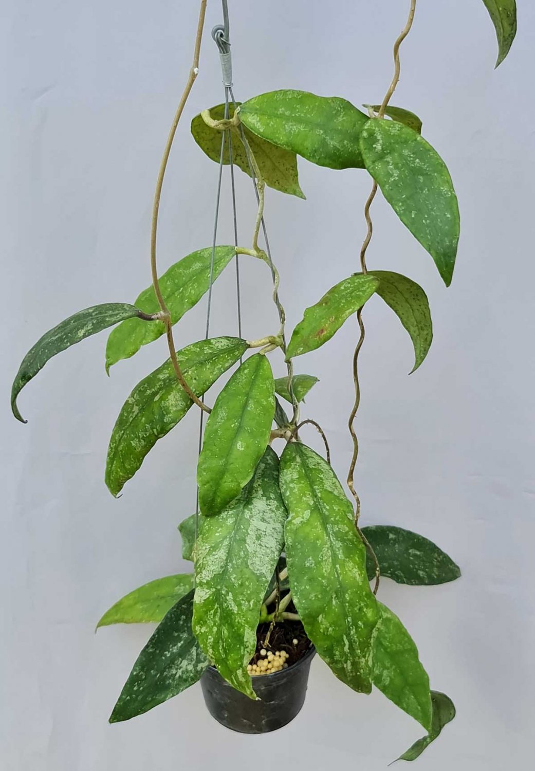 Hoya finlaysonii trang