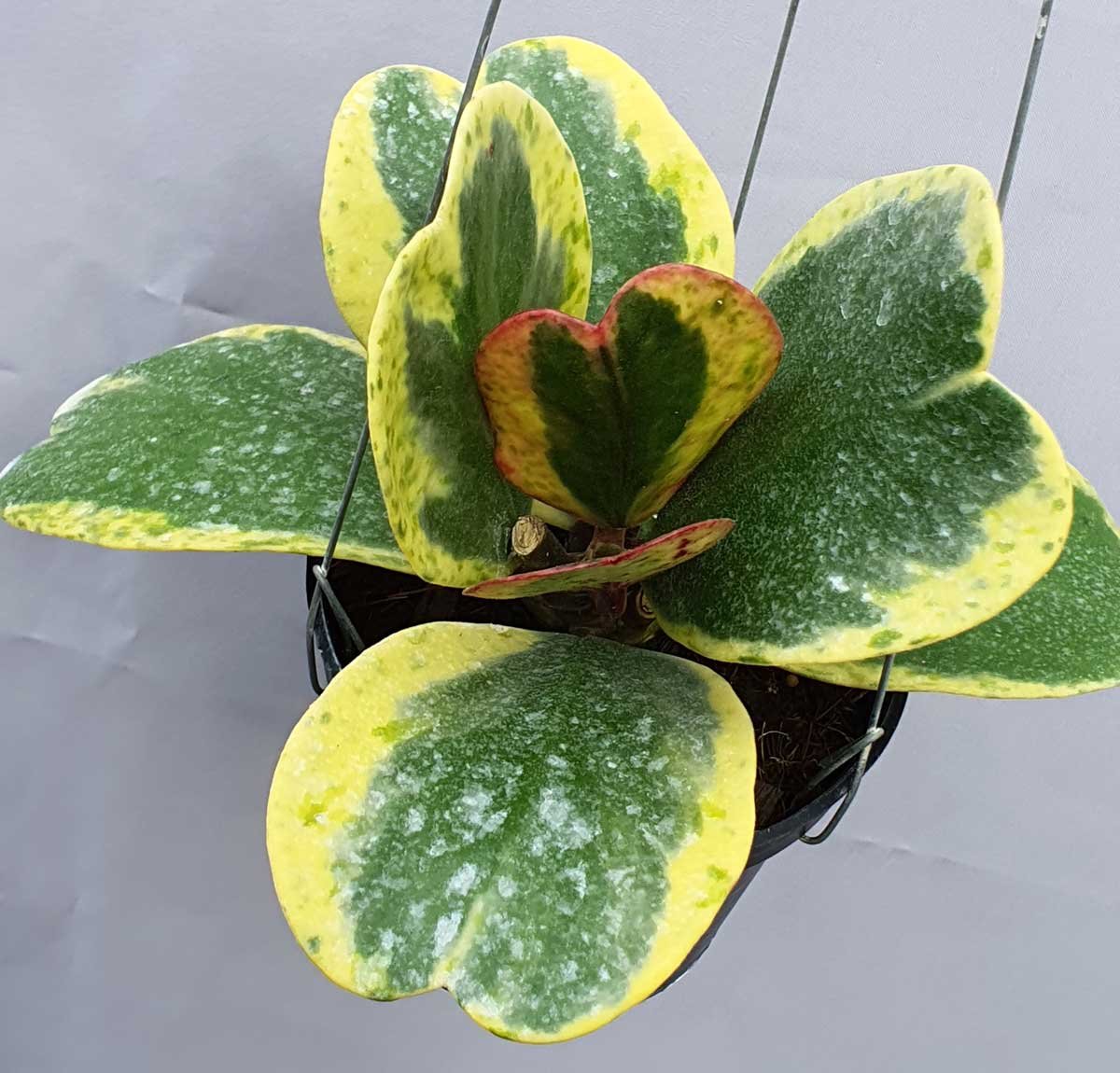 Hoya kerrii outer variegated spot