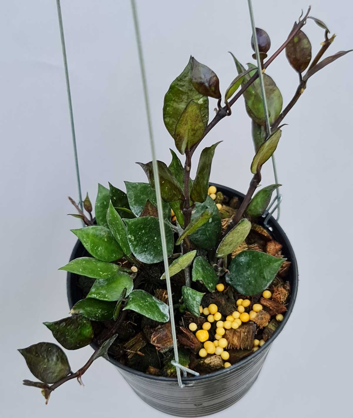 Hoya krohniana black leaves