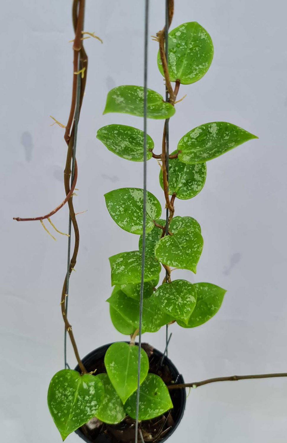 Hoya parasitica splash