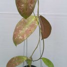 Hoya teddy bear yellow corona