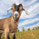 120  goat raising and processing books on 1 cd