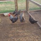 HOW TO RAISE CHICKENS - Over 100 Books on CD COOP PLANS AND MORE