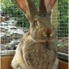 HOW TO RAISE RABBITS HOW TO BUILD HUTCHES FOR THEM TO 100+E BOOKS