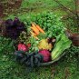 Ultimate Garden selection Seed Pack Non Hybrid Non GMO complete garden kit