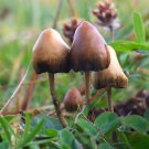 80+ BOOKS & GUIDES ON MUSHROOM HUNTING, IDENTIFYING, COOKING & MORE 1 CD
