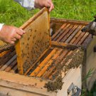 100+ Bee Keeping E Books on Bee Keeping and honey production SHTF barter