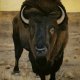 Buffalo Figures