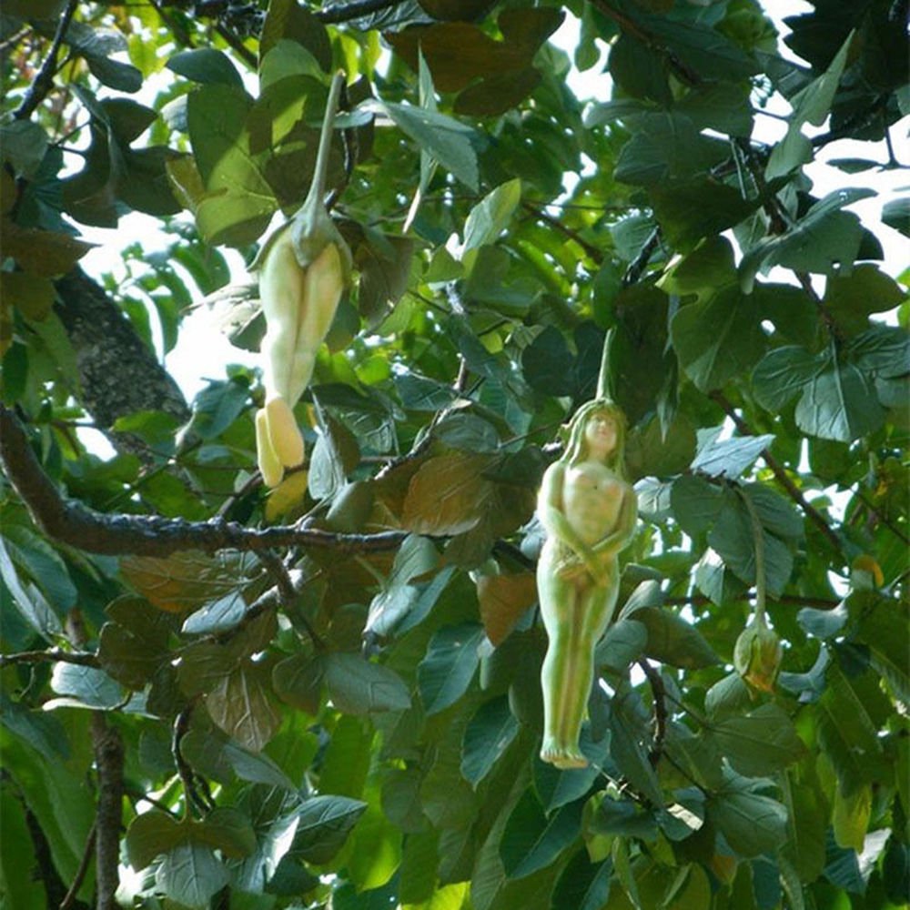 Nareepol удивительное дерево Таиланда