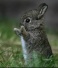 Baby-Rabbit-Shoppe